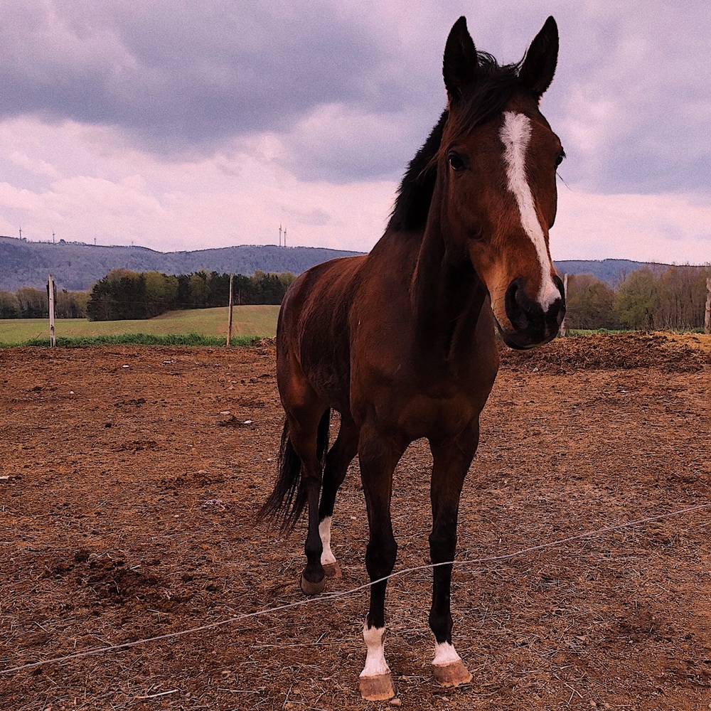 Meet your Posher, Alyssa